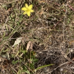 Tricoryne elatior (Yellow Rush Lily) at Belconnen, ACT - 18 Oct 2023 by lyndallh