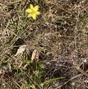 Tricoryne elatior at Belconnen, ACT - 18 Oct 2023