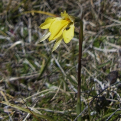 Diuris subalpina (Small Snake Orchid) at Namadgi National Park - 17 Oct 2023 by roman_soroka