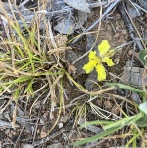 Goodenia hederacea subsp. hederacea at Belconnen, ACT - 18 Oct 2023 05:19 PM