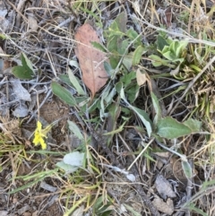 Goodenia hederacea subsp. hederacea at Belconnen, ACT - 18 Oct 2023 05:19 PM