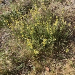 Pimelea curviflora var. sericea (Curved Riceflower) at Mount Painter - 18 Oct 2023 by lyndallh