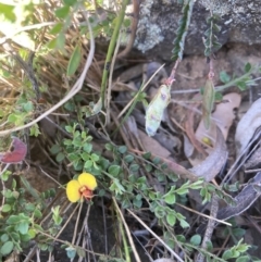 Bossiaea buxifolia (Matted Bossiaea) at Mount Painter - 18 Oct 2023 by lyndallh