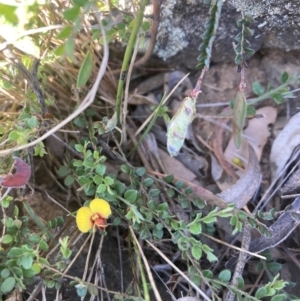 Bossiaea buxifolia at Belconnen, ACT - 18 Oct 2023