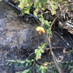 Bossiaea buxifolia at Belconnen, ACT - 18 Oct 2023