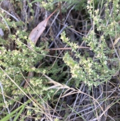 Galium gaudichaudii subsp. gaudichaudii (Rough Bedstraw) at Mount Painter - 18 Oct 2023 by lyndallh