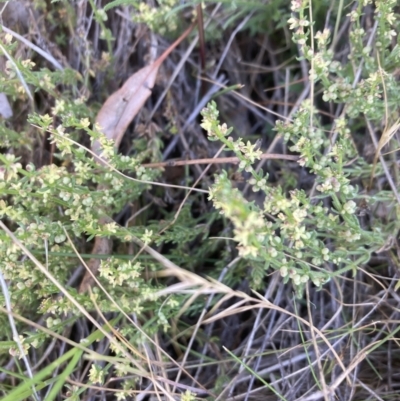 Galium gaudichaudii subsp. gaudichaudii (Rough Bedstraw) at Belconnen, ACT - 18 Oct 2023 by lyndallh