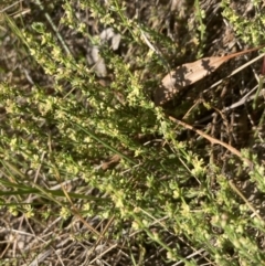 Galium gaudichaudii subsp. gaudichaudii at Belconnen, ACT - 18 Oct 2023