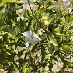 Prostanthera striatiflora (Jockey's Cap, Striped Mint Bush) at Broken Hill, NSW - 18 Oct 2023 by Ange