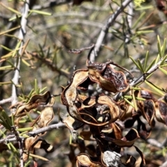 Acacia tetragonophylla (Dead Finish, Kurara) at Broken Hill, NSW - 18 Oct 2023 by Ange