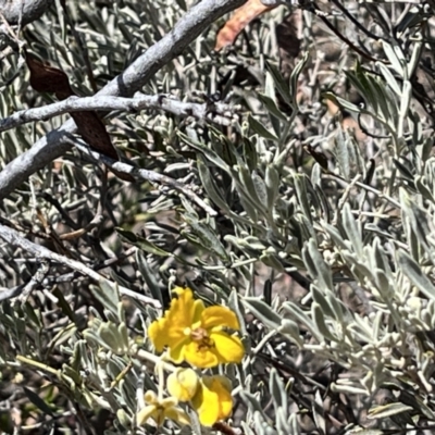 Senna artemisioides (Silver Senna, Silver Cassia) at Broken Hill, NSW - 18 Oct 2023 by Ange