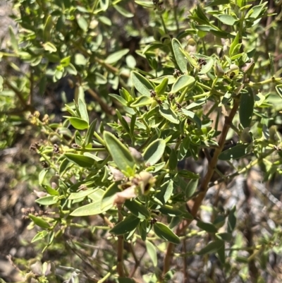 Prostanthera striatiflora (Jockey's Cap, Striped Mint Bush) at Broken Hill, NSW - 18 Oct 2023 by Ange