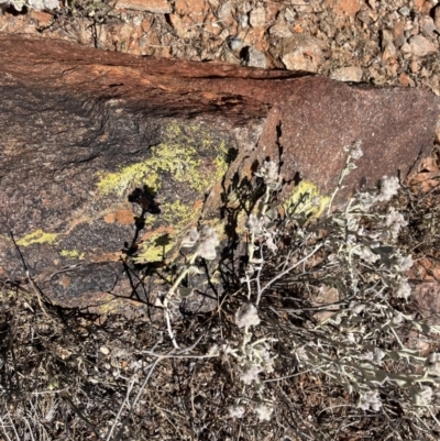 Unidentified Lichen at Broken Hill, NSW - 18 Oct 2023 by Ange