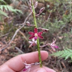 Dipodium variegatum (Blotched Hyacinth Orchid) at Brunswick Heads, NSW - 30 Dec 2021 by CathGC