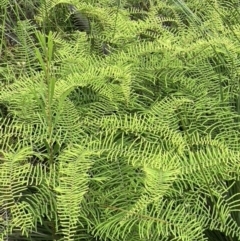 Gleichenia sp. (A Coral Fern) at Brunswick Heads, NSW - 30 Dec 2021 by CathGC