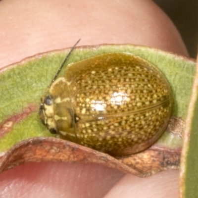 Paropsisterna cloelia (Eucalyptus variegated beetle) at Chakola, NSW - 15 Oct 2023 by AlisonMilton