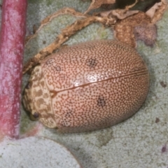 Paropsis atomaria (Eucalyptus leaf beetle) at Chakola, NSW - 15 Oct 2023 by AlisonMilton