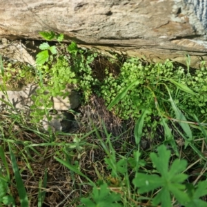 Adiantum aethiopicum at Bungendore, NSW - suppressed