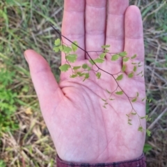 Adiantum aethiopicum at Bungendore, NSW - suppressed