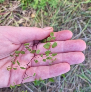 Adiantum aethiopicum at Bungendore, NSW - suppressed