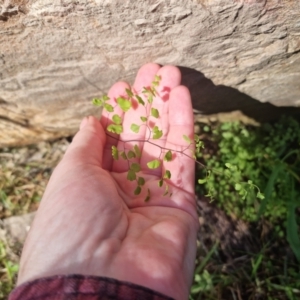 Adiantum aethiopicum at Bungendore, NSW - suppressed