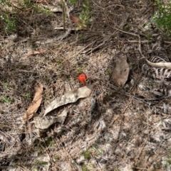 Unidentified Fungus at Brunswick Heads, NSW - 4 Mar 2022 by CathGC