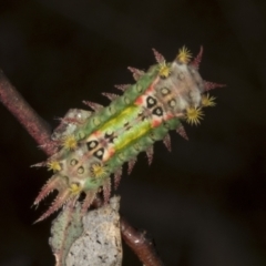 Doratifera oxleyi (Painted Cup Moth) at Chakola, NSW - 15 Oct 2023 by AlisonMilton