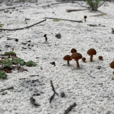 Unidentified Fungus at Brunswick Heads, NSW - 12 May 2022 by CathGC