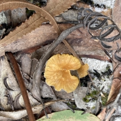 Unidentified Fungus at Brunswick Heads, NSW - 12 May 2022 by CathGC