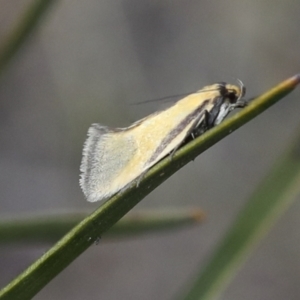 Philobota undescribed species near arabella at Chakola, NSW - 15 Oct 2023