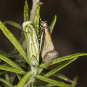 Philobota undescribed species near arabella at Chakola, NSW - 15 Oct 2023 09:26 AM