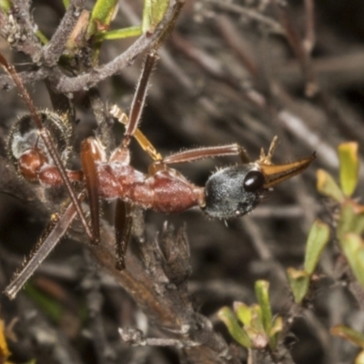 Myrmecia nigriceps (Black-headed bull ant) at Chakola, NSW - 15 Oct 2023 by AlisonMilton