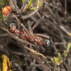 Myrmecia nigriceps at Chakola, NSW - 15 Oct 2023 12:48 PM