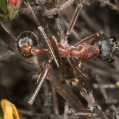 Myrmecia nigriceps at Chakola, NSW - 15 Oct 2023 12:48 PM