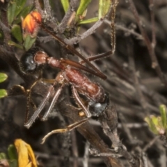 Myrmecia nigriceps at Chakola, NSW - 15 Oct 2023 12:48 PM