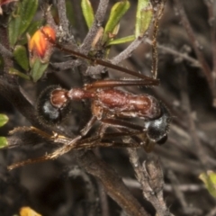 Myrmecia nigriceps at Chakola, NSW - 15 Oct 2023 12:48 PM