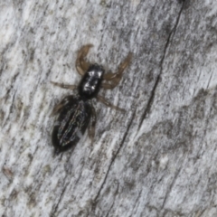 Holoplatys planissima (Common ultraflat jumping spider, Grooved jumping spider) at Chakola, NSW - 15 Oct 2023 by AlisonMilton