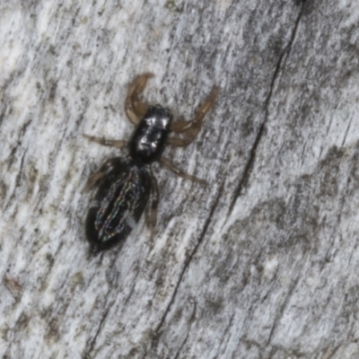 Holoplatys planissima (Common ultraflat jumping spider, Grooved jumping spider) at Chakola, NSW - 14 Oct 2023 by AlisonMilton