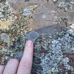 Unidentified Lichen at Bungendore, NSW - 18 Oct 2023 by clarehoneydove