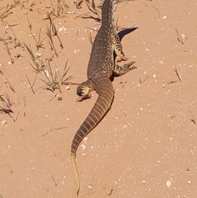 Unidentified Monitor or Gecko at Cunninyeuk, NSW - 1 Oct 2023 by annehall