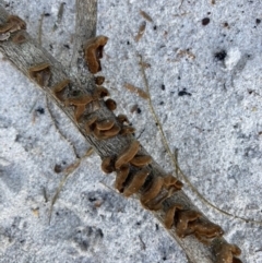 Unidentified Fungus at Brunswick Heads, NSW - 31 Jul 2022 by CathGC