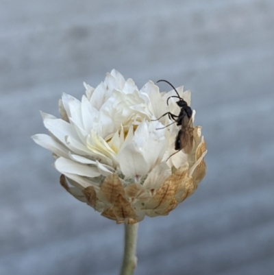 Ichneumonoidea (Superfamily) (A species of parasitic wasp) at Hackett, ACT - 18 Oct 2023 by WalterEgo