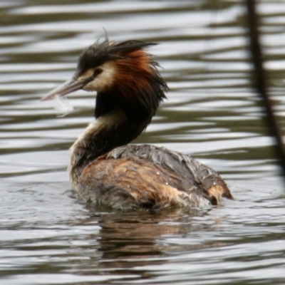 Podiceps cristatus (Great Crested Grebe) at Splitters Creek, NSW - 15 Oct 2023 by PaulF