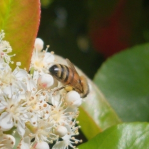 Apis mellifera at Bungendore, NSW - 18 Oct 2023