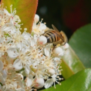 Apis mellifera at Bungendore, NSW - 18 Oct 2023