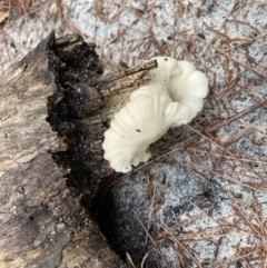 Unidentified Fungus at Brunswick Heads, NSW - 10 Oct 2022 by CathGC