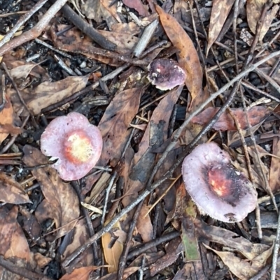 Unidentified Fungus at Brunswick Heads, NSW - 22 Oct 2022 by CathGC