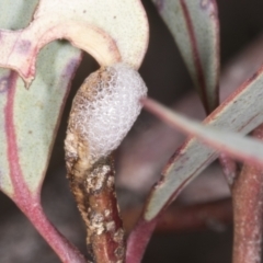 Chaetophyes compacta (Tube spittlebug) at Chakola, NSW - 14 Oct 2023 by AlisonMilton