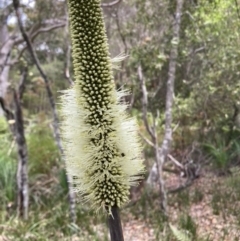 Xanthorrhoea macronema (Bottle Brush Grasstree, Forest Grasstree) at Brunswick Heads, NSW - 14 Nov 2022 by CathGC