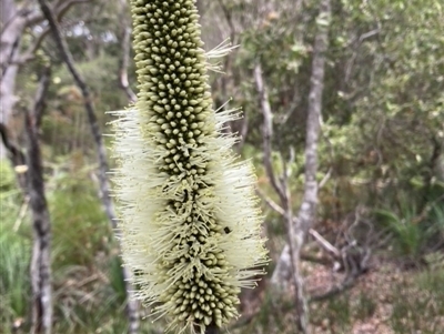 Xanthorrhoea macronema (Bottle Brush Grasstree, Forest Grasstree) at Brunswick Heads, NSW - 14 Nov 2022 by CathGC